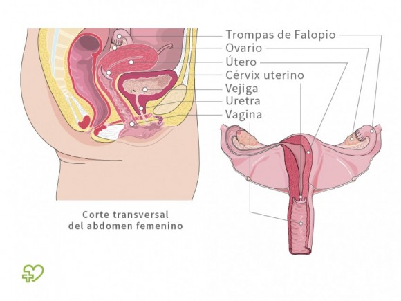 aparato-reproductor-mujer-580x435